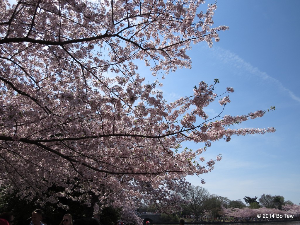 Cherry Blossom!