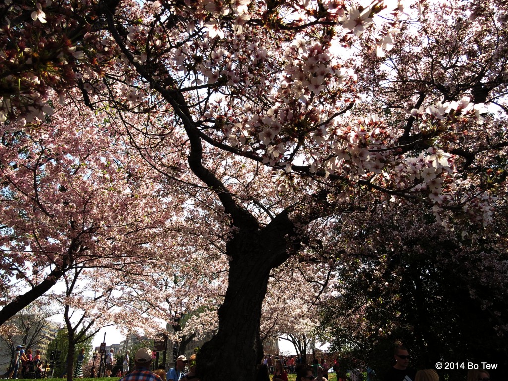 Under a Cherry Tree.