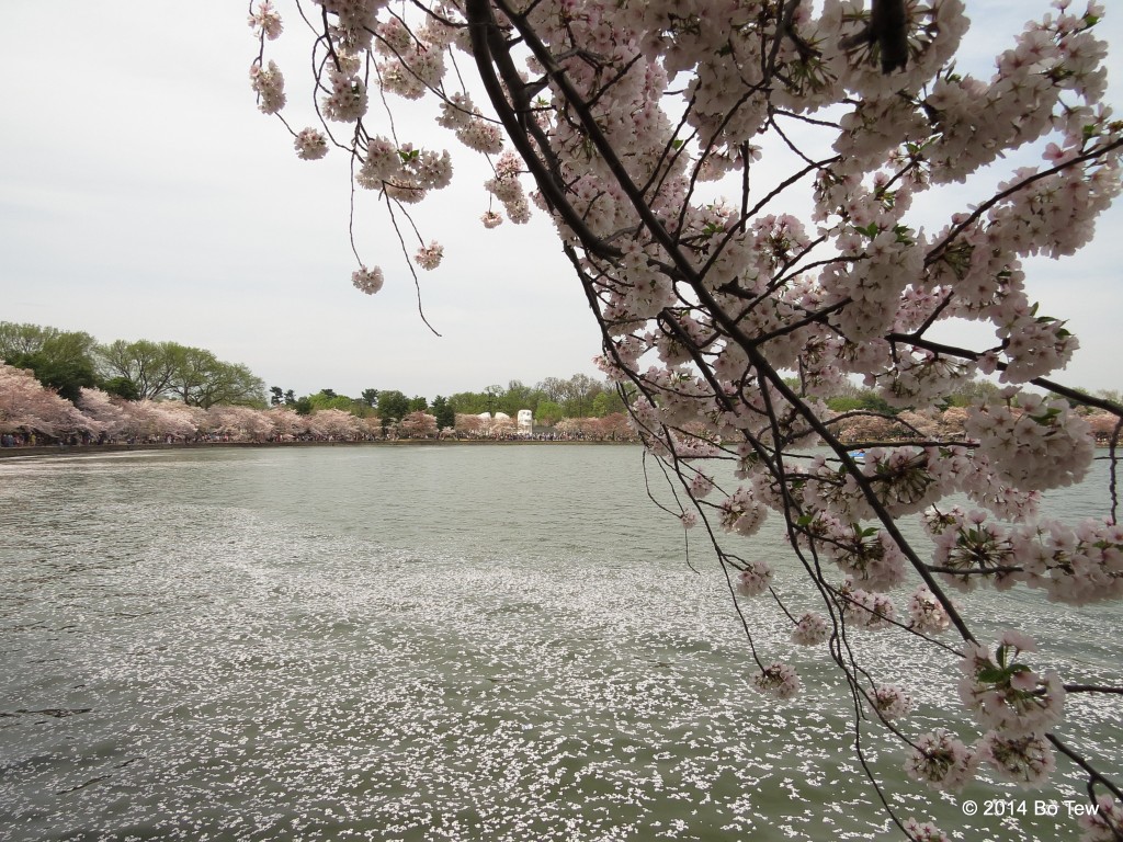 More Cherry Blossom.