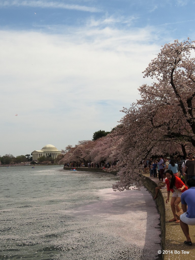 Sakura petals littered the Tidal Basin.