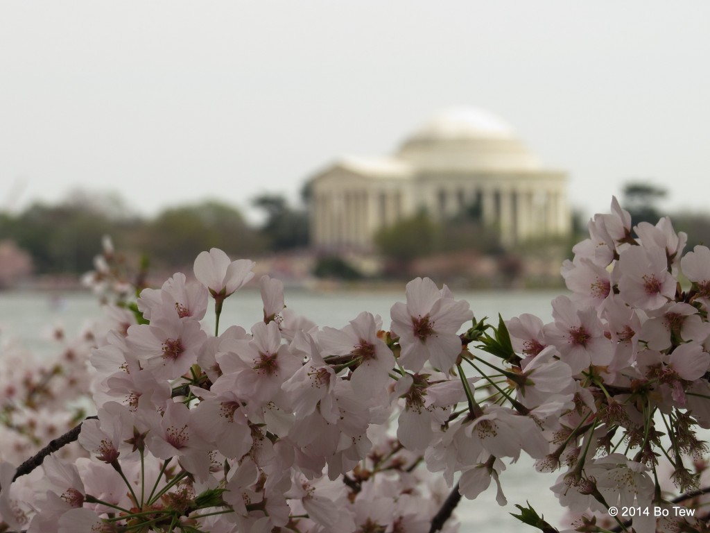 Bunch of Cherry blossoms.