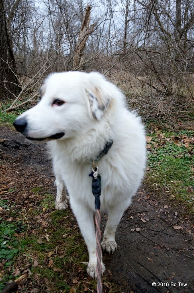 Shaggydog played with himself while Ashley was digging for insects and I was taking pictures.