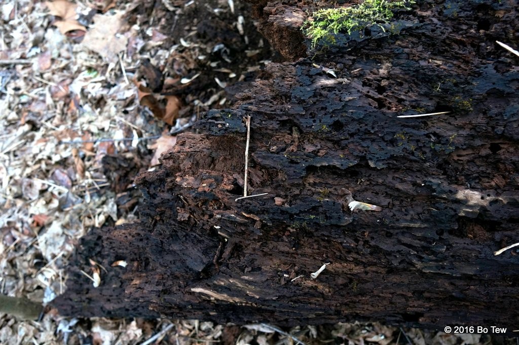 So many insect bites and no bugs in the bark.